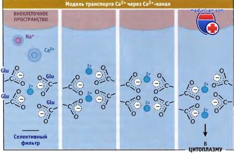 Действие и применение препаратов, блокирующих кальциевые каналы