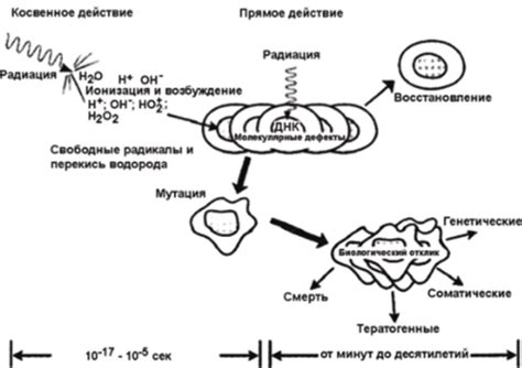 Действие фрагментов стромы на организм