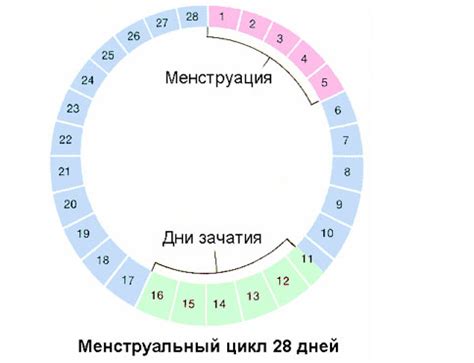 День менструального цикла: ощущение энергии и силы