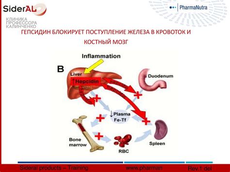 Дефицит физической активности как причина обмякания тела