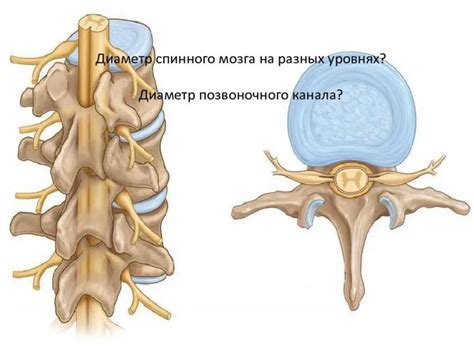 Диагностика анатомической узости позвоночного канала