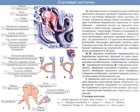 Диагностика и симптомы перфорации