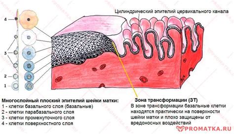 Диагностика и типы дисплазии