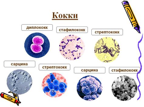 Диагностика микрофлоры кокки