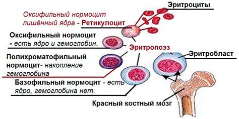 Диагностика низкого содержания низкофлуоресцирующих ретикулоцитов