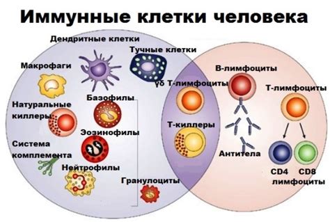 Диагностика образования макрофагов с гемосидерином