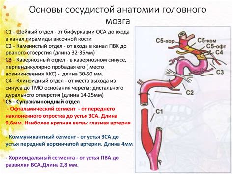 Диагностика передней трифуркации правой вса