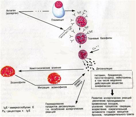 Диагностика состояния гранулоцитов в крови