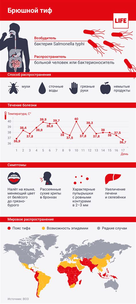 Диагностика тифозной мэри: как установить диагноз?