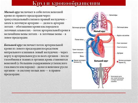 Диагностика увеличения притока крови в правую маточную артерию