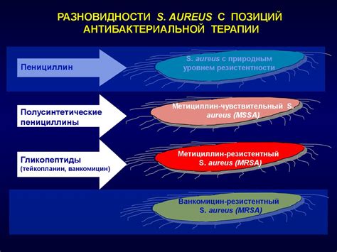 Диагностирование грам-положительных кокков