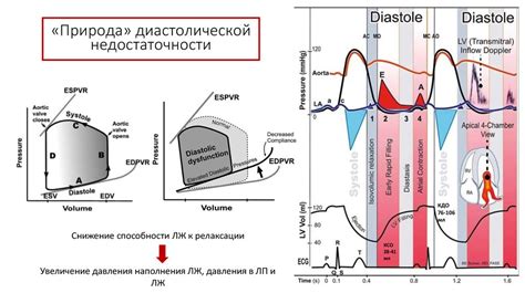 Диастолическая функция левого желудочка сердца: понятие и значение