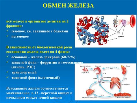 Диета и рекомендации при повышенном ферритине