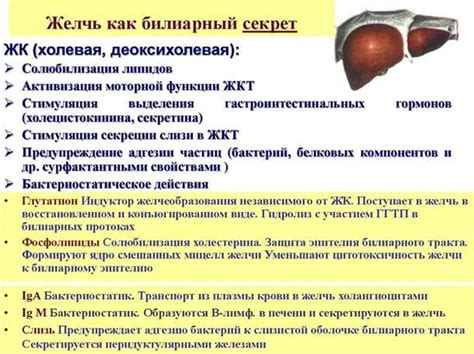 Диета при густой желчи