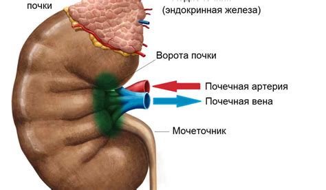 Дифференцированная паренхима: понятие и значение