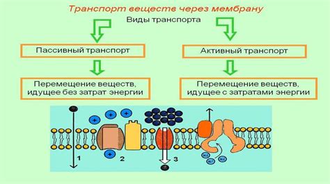 Диффузия и активный транспорт