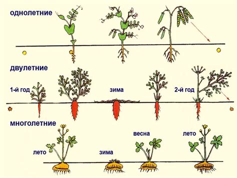 Длительность и стадии периода вегетации