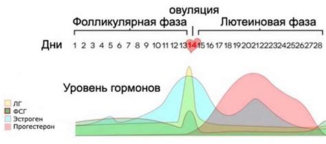 Длительность лютеиновой фазы: что считается нормой?