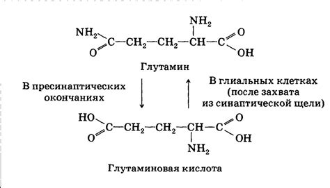 Дополнительное поступление глутаминовой кислоты: необходимость и возможности