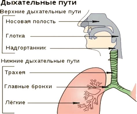 Дыхательные пути и их роль