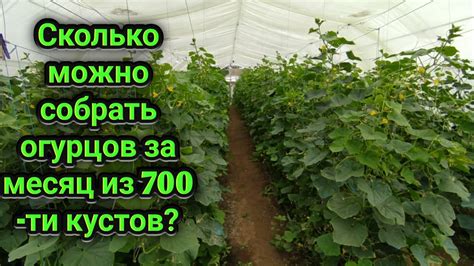 Естественное состояние огурцов во сне и его толкование