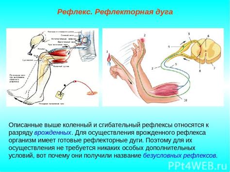 Естественные рефлексы и интерес к звукам