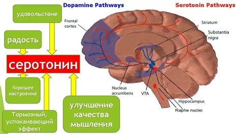 Естественные способы улучшения уровня серотонина