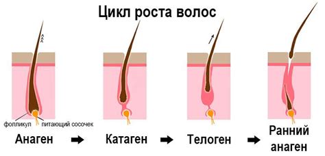 Естественный цикл жизни волос