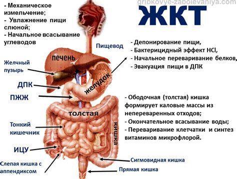 ЖКТ у детей: причины, симптомы и лечение