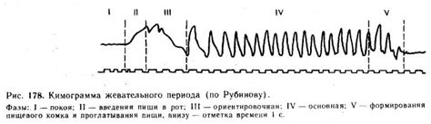 Жевание и проглатывание