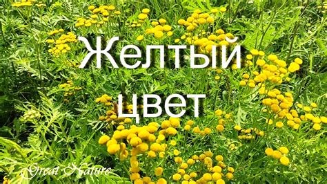 Желтый цвет в природе