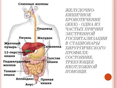 Желудочно-кишечные проблемы как одна из основных причин боли в нижнем животе