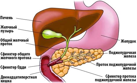 Желчный пузырь: камни и воспаление