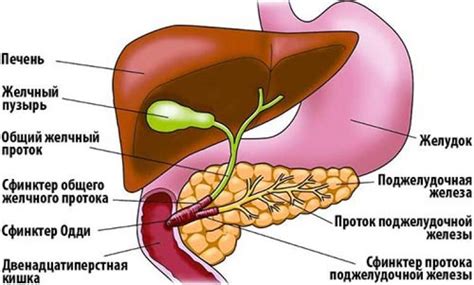 Желчный пузырь и желчь
