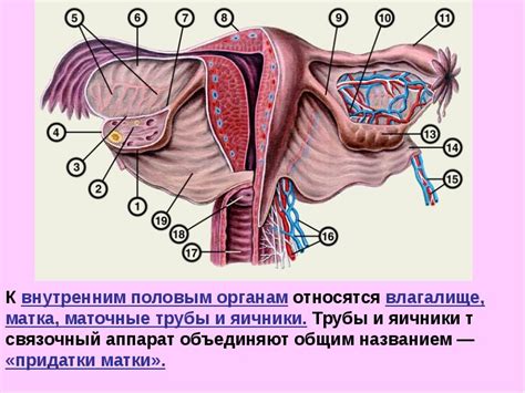 Женский организм и слизь