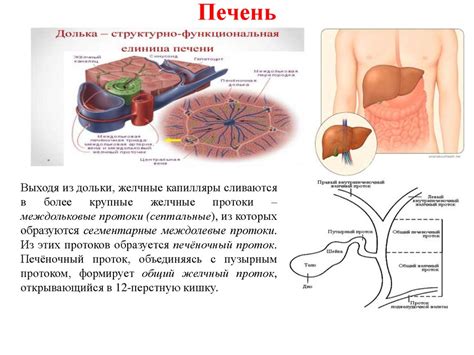 Живое брожение и его роль в пищеварении