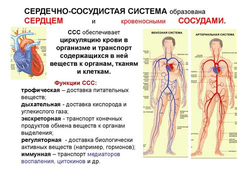 Жижиг галнаш и сердечно-сосудистая система