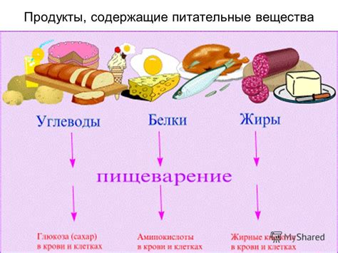 Жизненные циклы и питательные вещества