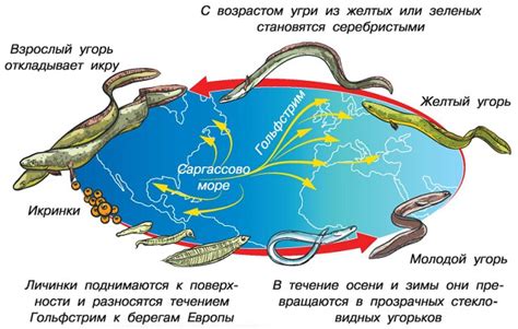 Жизненный цикл и продолжительность жизни угря