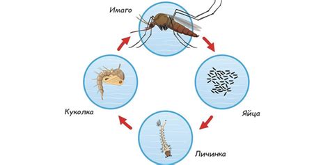 Жизненный цикл комаров