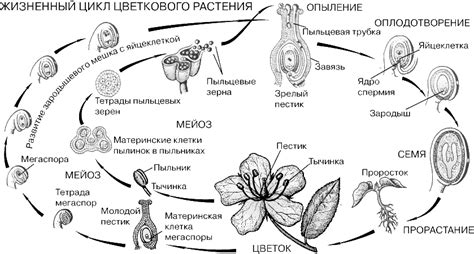 Жизненный цикл лосья шильника: от зародыша до взрослого особенности