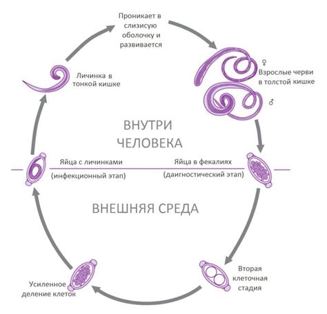 Жизненный цикл нематод и их способы передачи