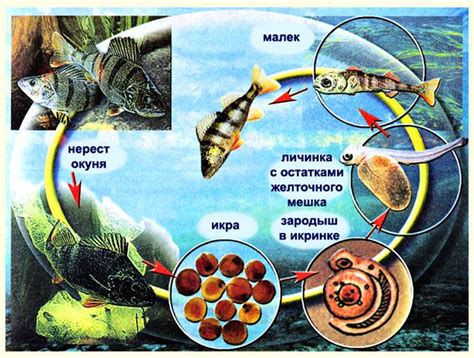 Жизненный цикл растений и животных в осеннем сезоне