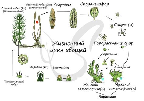 Жизненный цикл чертополоха