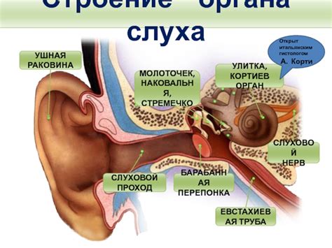 Заболевания и инфекции органа слуха