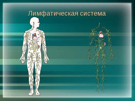 Заболевания лимфатической системы