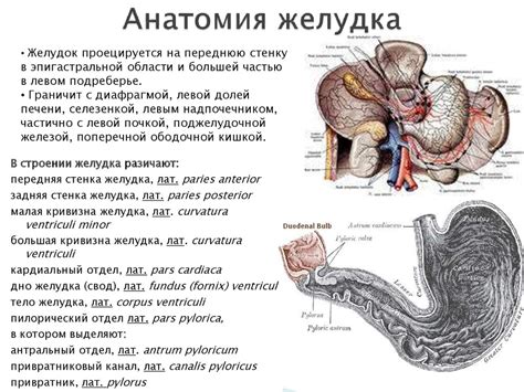 Заболевания пищевода и желудка