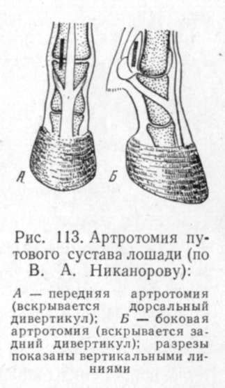 Заболевания путового сустава и их лечение