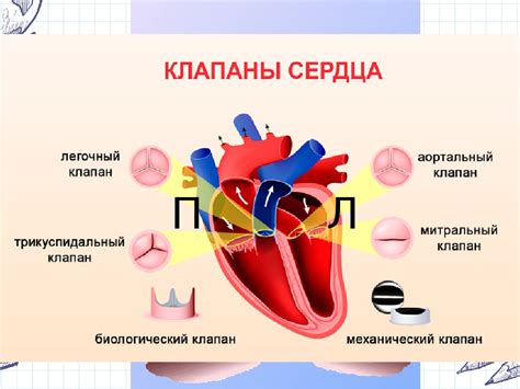 Заболевания сердечных клапанов