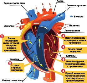 Заболевания сердца и легких